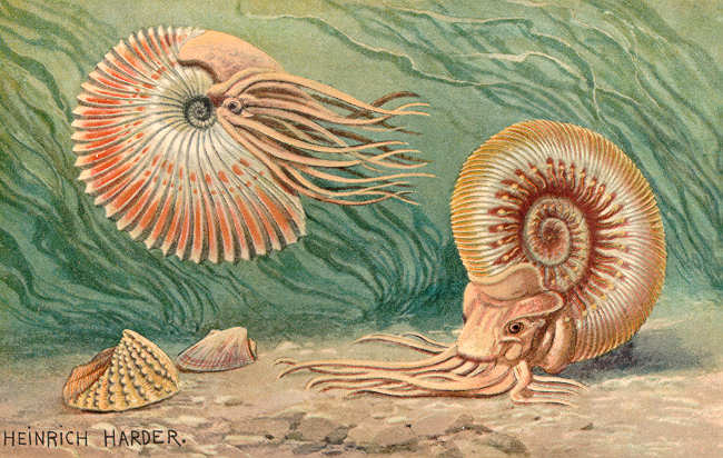 Ammoniten-Stücke